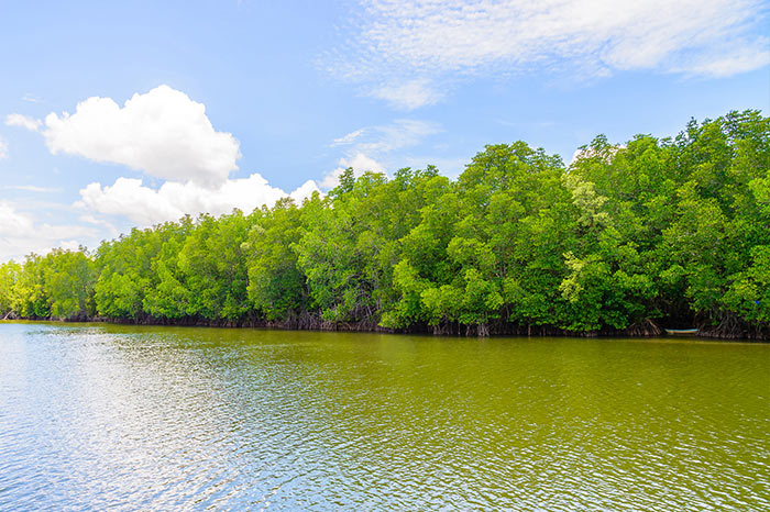 The Power of Nature in Combating Climate Change